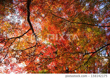 Autumn leaves of maple trees in the grounds of Kamigamo Shrine Autumn leaves of maple trees in the grounds of Kamigamo Shrine 138142175