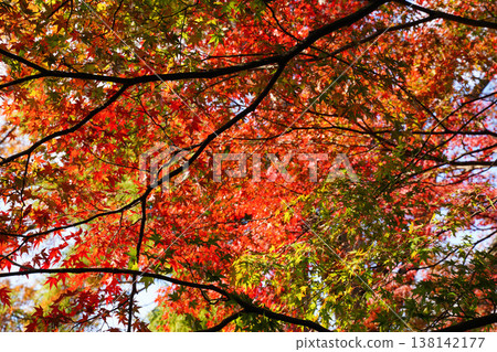 Autumn leaves of maple trees in the grounds of Kamigamo Shrine 138142177