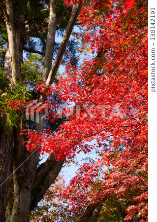 Autumn leaves of maple trees in the grounds of Kamigamo Shrine Autumn leaves of maple trees in the grounds of Kamigamo Shrine 138142191