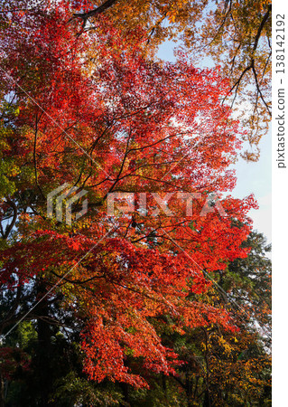 Autumn leaves of maple trees in the grounds of Kamigamo Shrine Autumn leaves of maple trees in the grounds of Kamigamo Shrine 138142192