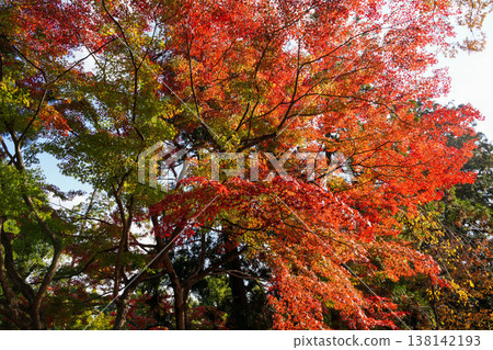 上賀茂神社內楓樹的秋葉 上賀茂神社內楓樹的秋葉 138142193