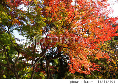 上賀茂神社內楓樹的秋葉 上賀茂神社內楓樹的秋葉 138142194