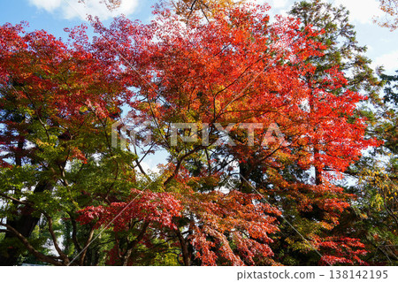 上賀茂神社內楓樹的秋葉 138142195