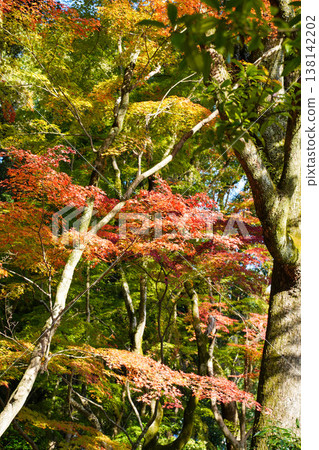 上賀茂神社內楓樹的秋葉 上賀茂神社內楓樹的秋葉 138142202