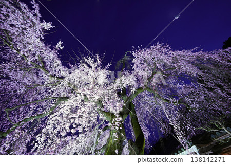 春夜裡，櫻花在燈光的襯托下，一彎纖細的月牙懸在空中。 138142271