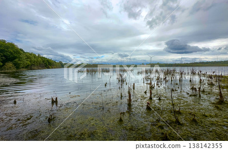 Marshy shoreline scene, Overcast marsh with reeds and pools Marshy shoreline scene, Overcast marsh with reeds and pools 138142355