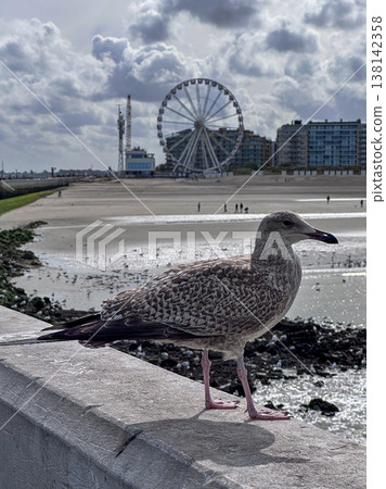 Nieuwpoort, West-Vlaanderen, Belgium, Ocotber 25th, 2025, Seagull perched on wall observes wet beach Nieuwpoort, West-Vlaanderen, Belgium, Ocotber 25th, 2025, Seagull perched on wall observes wet beach 138142358
