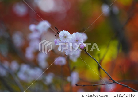 Cherry blossoms and autumn leaves in the grounds of Kamigamo Shrine 138142410