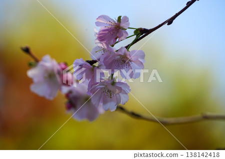 上賀茂神社內的櫻花和秋葉。 138142418