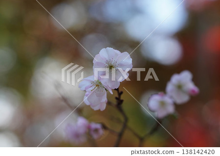 上賀茂神社內的櫻花和秋葉。 138142420