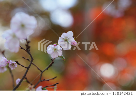 上賀茂神社內的櫻花和秋葉。 上賀茂神社內的櫻花和秋葉。 138142421