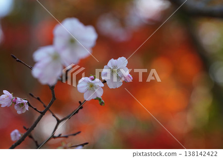 上賀茂神社內的櫻花和秋葉。 上賀茂神社內的櫻花和秋葉。 138142422