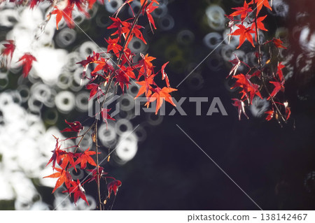 秋天的楓葉和環形散景 138142467