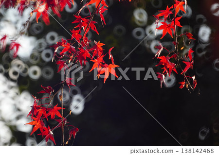 秋天的楓葉和環形散景 138142468