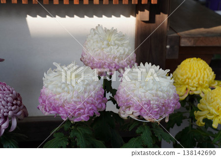 Chrysanthemum pots displayed on the grounds of the shrine Chrysanthemum pots displayed on the grounds of the shrine 138142690