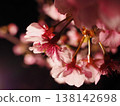 櫻桃樹 138142698