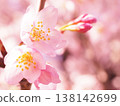 櫻桃樹 138142699