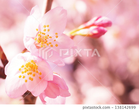 櫻桃樹 138142699