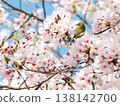 櫻桃樹 138142700