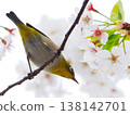 櫻桃樹 138142701