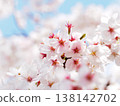 櫻桃樹 138142702