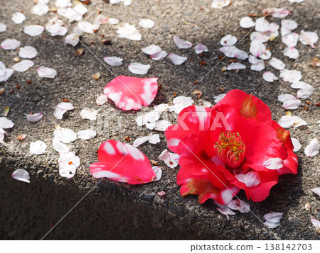 Cherry Blossoms	 138142703