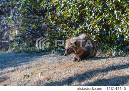 一隻野生貉幼崽走到了陽光充足的地方。 一隻野生貉幼崽走到了陽光充足的地方。 138142840