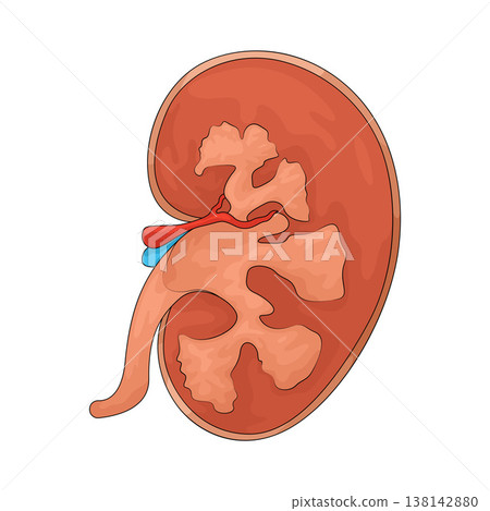 Illustration of Kidney Illustration of Kidney 138142880