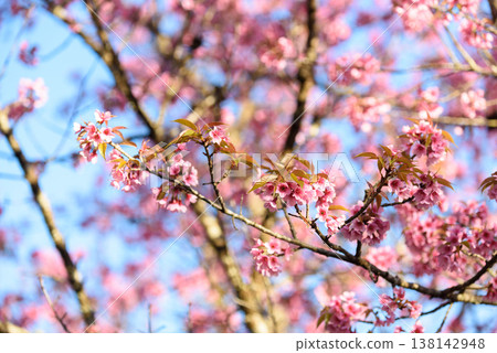 Thailand Sakura pink flower : Full pink cherry blossom on spring in the morning at Chiang Mai province, north of Thailand. Thailand Sakura pink flower : Full pink cherry blossom on spring in the morning at Chiang Mai province, north of Thailand. 138142948