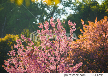 Thailand Sakura pink flower : Full pink cherry blossom on spring in the morning at Chiang Mai province, north of Thailand. Thailand Sakura pink flower : Full pink cherry blossom on spring in the morning at Chiang Mai province, north of Thailand. 138142949