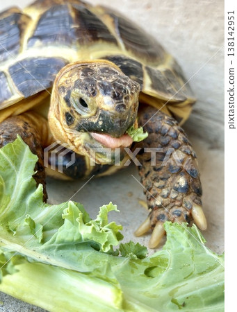 一隻俄羅斯陸龜伸出舌頭吃蔬菜。 138142951
