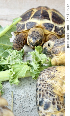 俄羅斯陸龜一起吃蔬菜 138142952