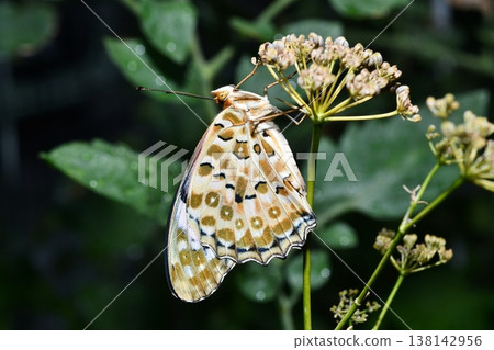 A female Common Leopard butterfly from the side. A female Common Leopard butterfly from the side. 138142956