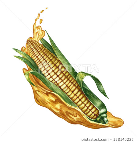 Corn oil. Hand-drawn watercolor illustration. A whole corn cob and a splash of oil. Perfect for labels and packaging, as well as menus, banners, posters, and more. 138143225