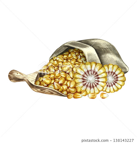 Corn. Hand-drawn watercolor illustration. Corn kernels in an upside-down burlap bag, in a wooden scoop, and a corn cob in section. For creating product labels, posters, banners, menus, and more 138143227