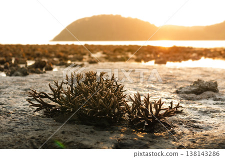 There is Staghorn Coral's field on the Beach at Phuket,Thailand. They show up when low tidal current. This is a problem from global warming, climate change. They are dying slowly. There is Staghorn Coral's field on the Beach at Phuket,Thailand. They show up when low tidal current. This is a problem from global warming, climate change. They are dying slowly. 138143286