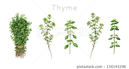 Fresh thyme herb bunch, stem, sprig element set on white background. Hand drawn thyme plant vintage style botanical watercolor illustration. Herbal aromatic spice for cooking, food branding design 138143296