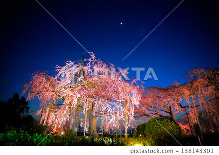 The illuminated weeping cherry blossoms and the moon create a beautiful spectacle. 138143301