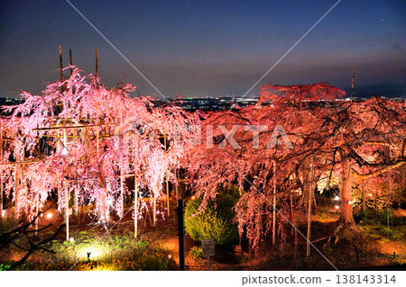 Lighted up deep brown cherry blossoms Lighted up deep brown cherry blossoms 138143314