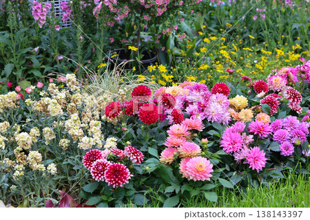 March 21 2026 Colorful dahlia and stock flowers in summer garden March 21 2026 Colorful dahlia and stock flowers in summer garden 138143397