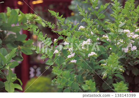 March 21 2026 Delicate white blossoms bloom across dense green leafy shrub March 21 2026 Delicate white blossoms bloom across dense green leafy shrub 138143399