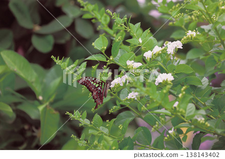 March 21 2026 Butterfly feeds gently atop white blossoms in lush greenery March 21 2026 Butterfly feeds gently atop white blossoms in lush greenery 138143402
