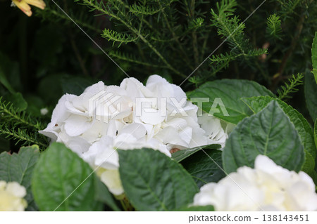 March 21 2026 White hydrangea blossoms emerge softly among deep green leaves March 21 2026 White hydrangea blossoms emerge softly among deep green leaves 138143451