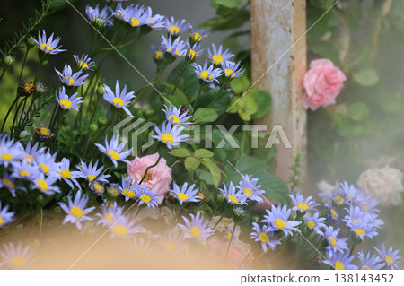 March 21 2026 Soft blue wildflowers bloom beside pale pink roses March 21 2026 Soft blue wildflowers bloom beside pale pink roses 138143452