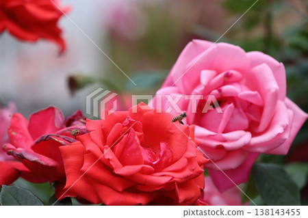 March 21 2026 Bees hover gently above blooming red and pink roses 138143455