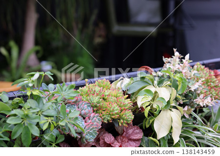 March 21 2026 Mixed succulents fill planter box with varied leaf textures March 21 2026 Mixed succulents fill planter box with varied leaf textures 138143459