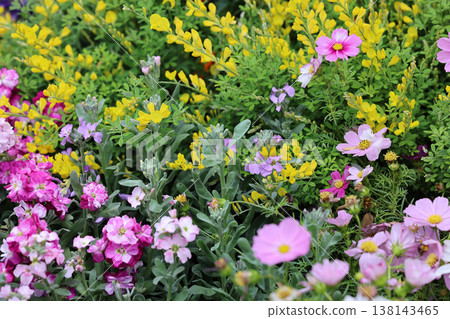 March 21 2026 Pink and yellow wildflowers bloom vibrantly across dense greenery March 21 2026 Pink and yellow wildflowers bloom vibrantly across dense greenery 138143465