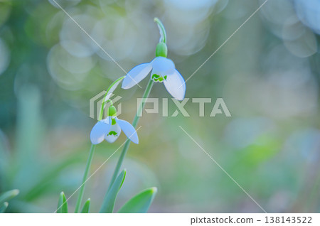 預示春天的雪花蓮 138143522