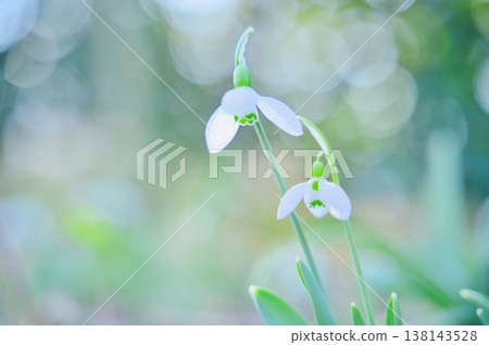 白色雪滴花－早春的明媚景象。 138143528