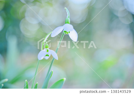 白色雪滴花－早春的明媚景象。 138143529